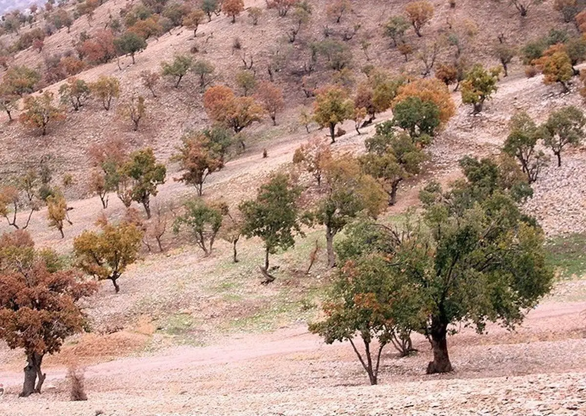 بلوط‌هایی که ایستاده می‌میرند/ درگیری ۱۰۰ درصدی با آفت در برخی از مناطق جنگلی بلوط