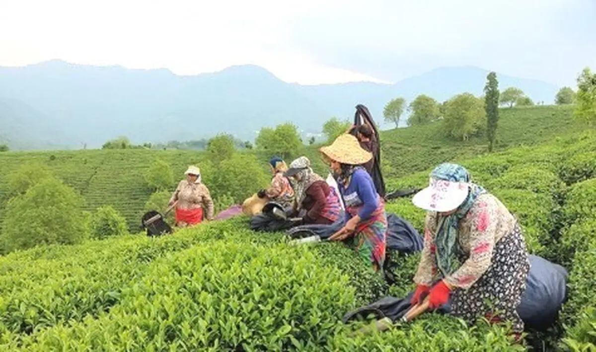 پرداخت بیش از ۶ میلیارد تومان تسهیلات جاری برای تغذیه و نگهداری باغ‌های چای تاکنون