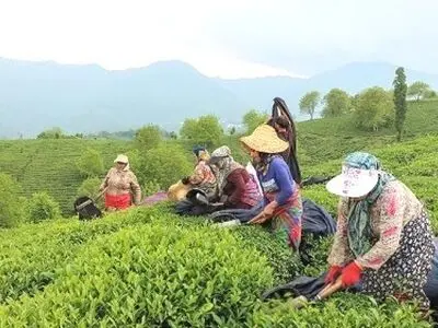 پرداخت بیش از ۶ میلیارد تومان تسهیلات جاری برای تغذیه و نگهداری باغ‌های چای تاکنون