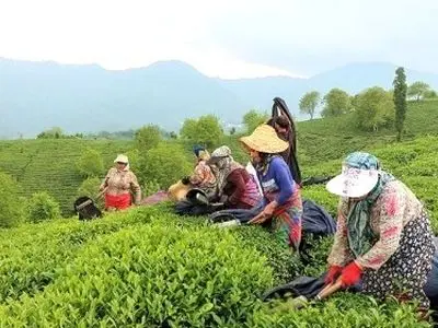 پرداخت بیش از ۶ میلیارد تومان تسهیلات جاری برای تغذیه و نگهداری باغ‌های چای تاکنون