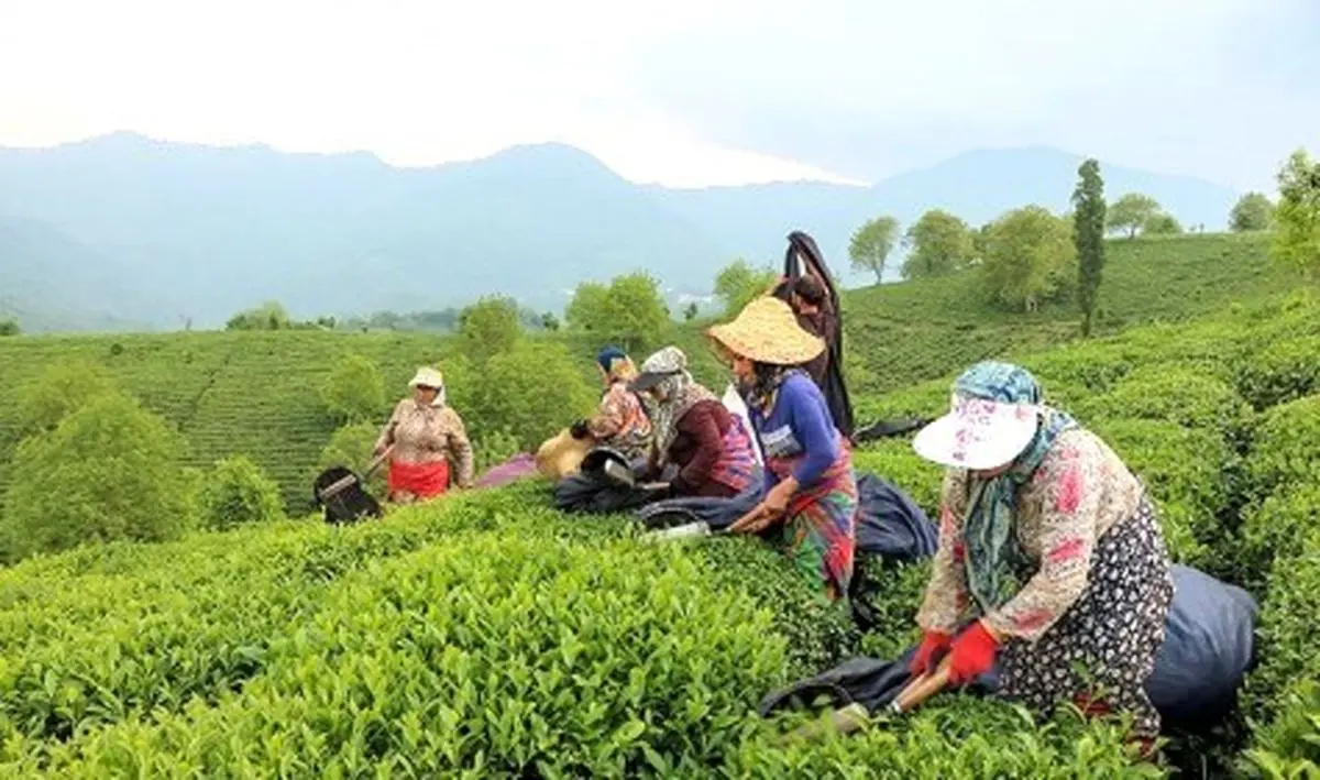 پرداخت بیش از ۶ میلیارد تومان تسهیلات جاری برای تغذیه و نگهداری باغ‌های چای تاکنون