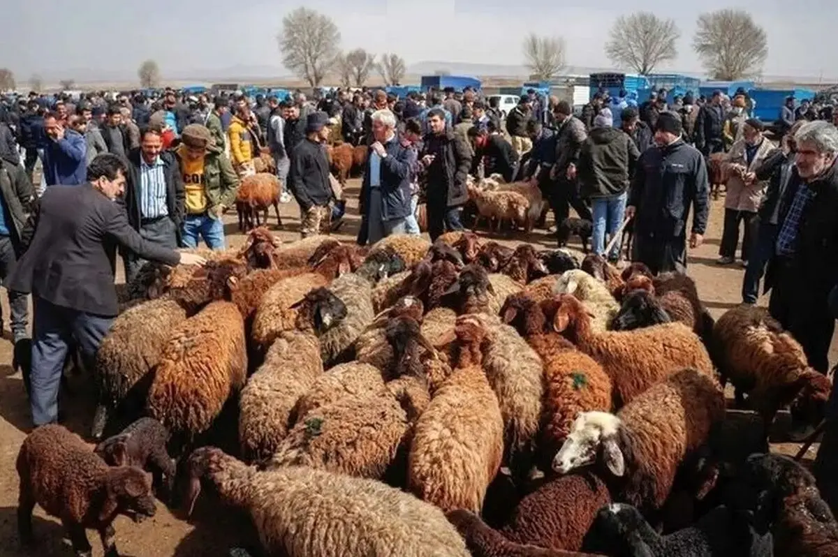 قیمت دام زنده امروز ۲ دی ۱۴۰۳ + جدول