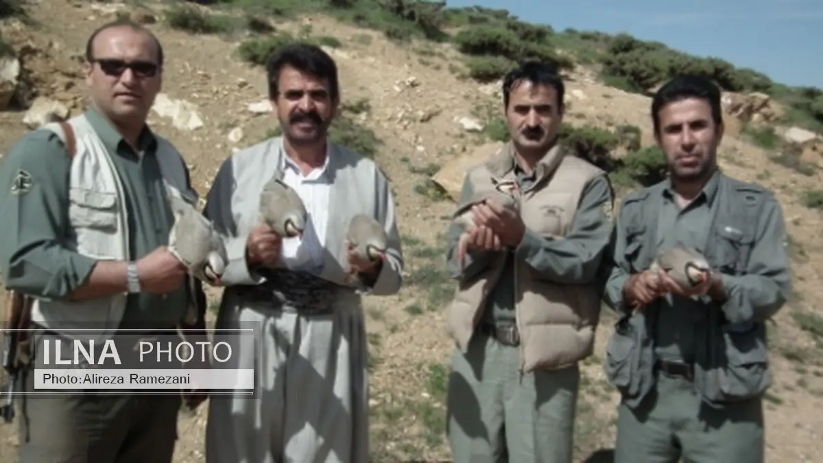 بازگشت 5 قطعه کبک به دامان طبیعت و نجات 4 توله روباه از مرگ در مهاباد