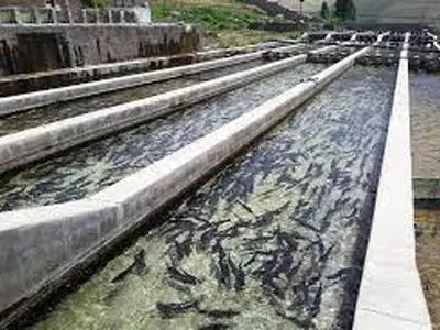 میزان تولیدات آبزیان در استان سالانه 36 به هزار تن رسیده است