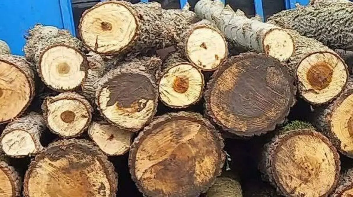 توقیف خودرو‌های حامل چوب قاچاق در ماسال