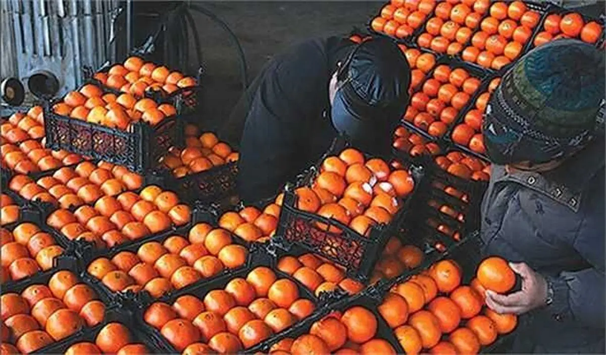 آغاز خرید تضمینی پرتقال طرح ذخیره سازی شب عید 