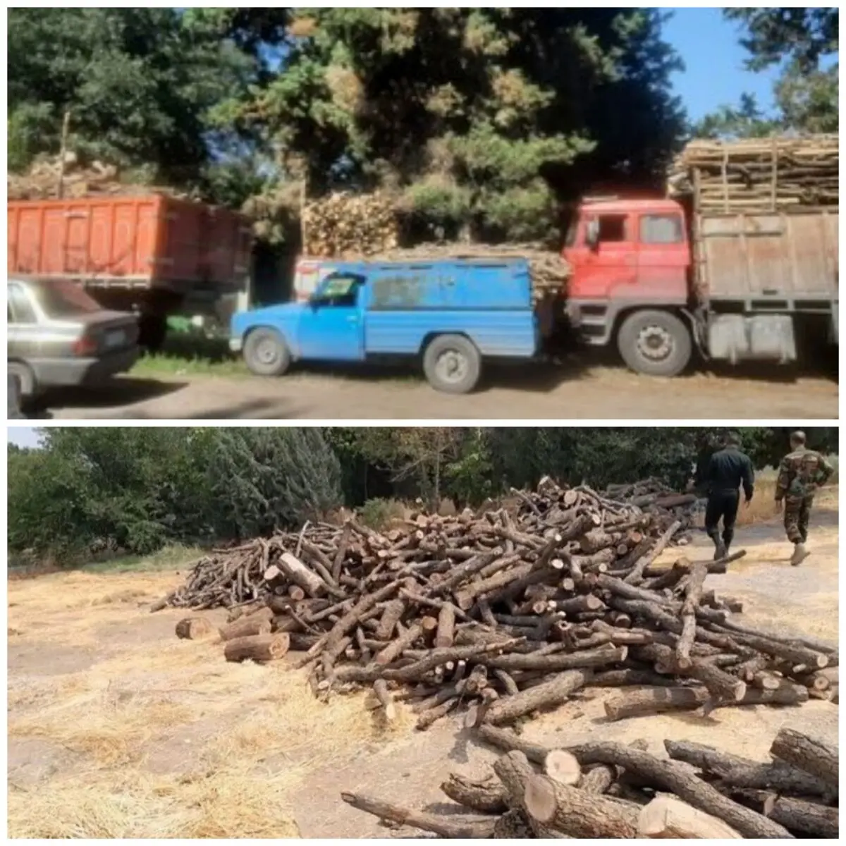 کشف و ضبط ٣٠ تُن چوب قاچاق در آمل