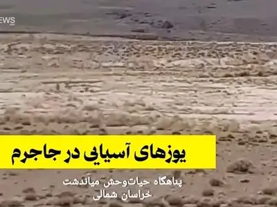 ثبت تصویر ۵ قلاده یوزپلنگ آسیایی در میاندشت خراسان شمالی + فیلم