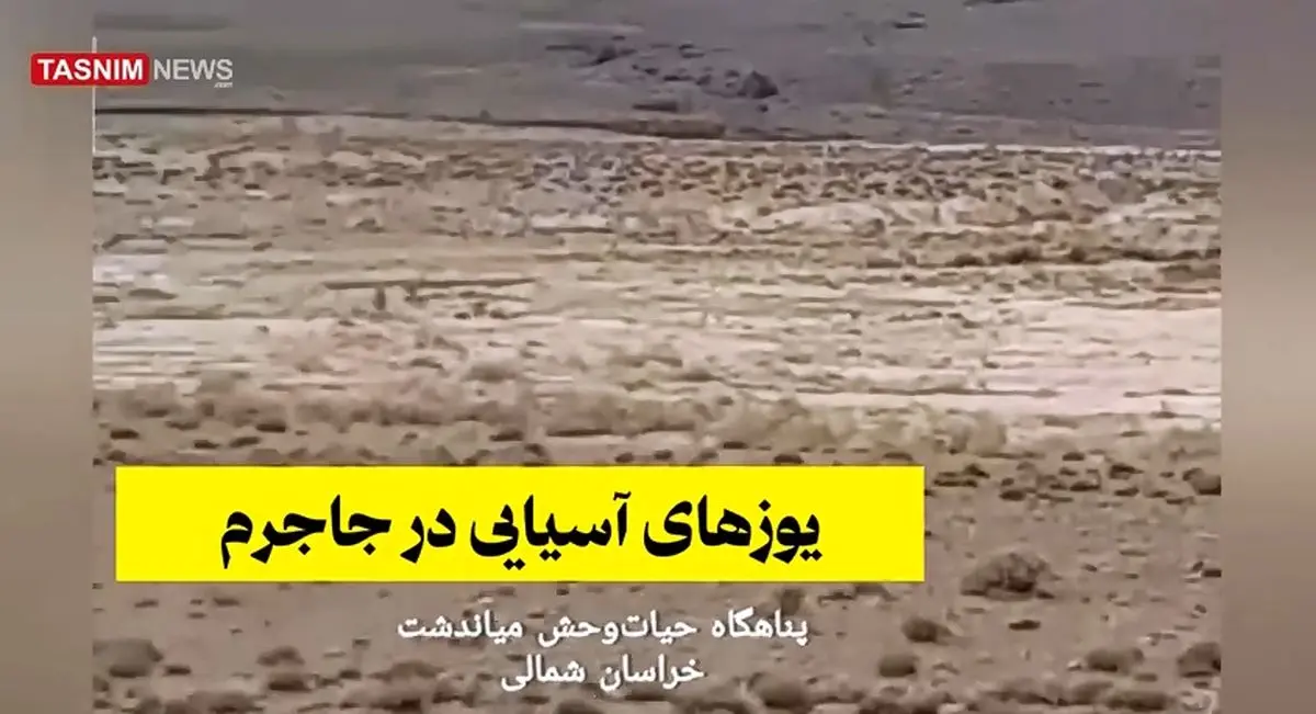 ثبت تصویر ۵ قلاده یوزپلنگ آسیایی در میاندشت خراسان شمالی + فیلم