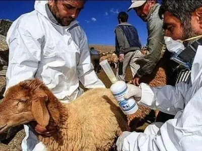 ایمن‌سازی بیش از یک میلیون دام استان مرکزی علیه طاعون نشخوارکنندگان کوچک 