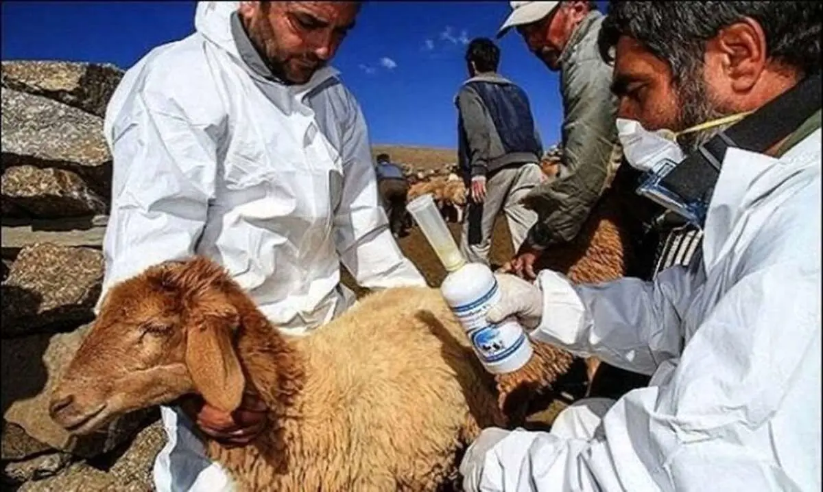 ایمن‌سازی بیش از یک میلیون دام استان مرکزی علیه طاعون نشخوارکنندگان کوچک 