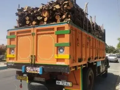 توقیف و ضبط بیش از ۲۳ تن چوب قاچاق در فارس/۷ متخلف به مراجع قضایی معرفی شدند
