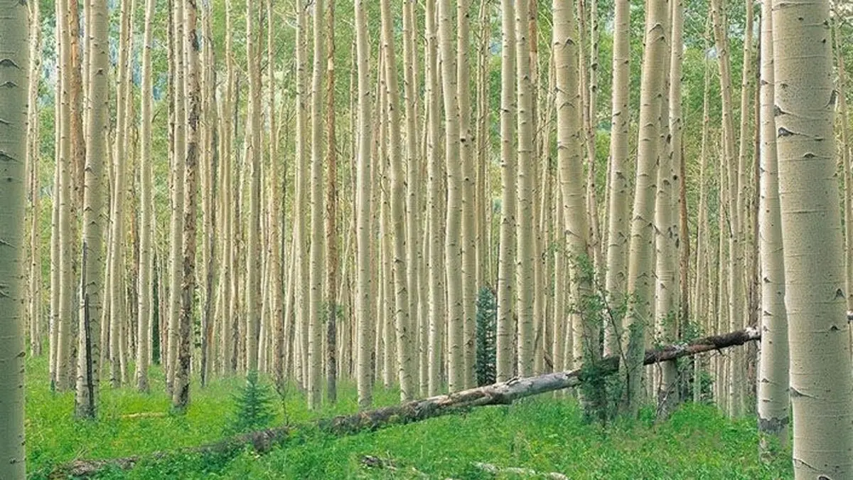 هدف‌گذاری برای ۲۰۰ هزار هکتار زراعت چوب در طرح یک میلیارد درخت