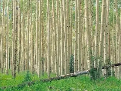 هدف‌گذاری برای ۲۰۰ هزار هکتار زراعت چوب در طرح یک میلیارد درخت