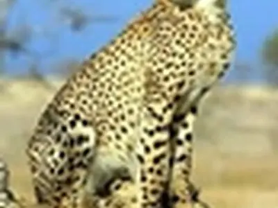 آزمایشی برای اثبات حاملگی دلبر صورت نگرفته است