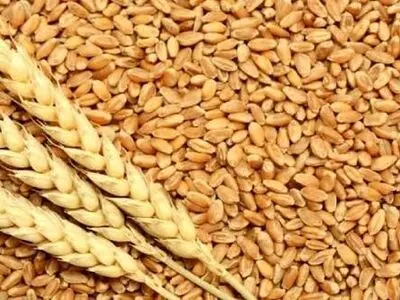 صدور مجوز حمل ۲۵ هزار تن گندم به چهارمحال و بختیاری ؛آغاز بارگیری محموله ۵ هزار تنی از استان فارس