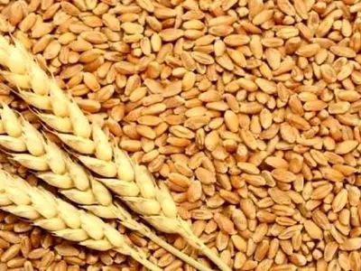 صدور مجوز حمل ۲۵ هزار تن گندم به چهارمحال و بختیاری ؛آغاز بارگیری محموله ۵ هزار تنی از استان فارس