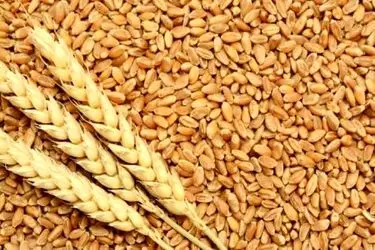صدور مجوز حمل ۲۵ هزار تن گندم به چهارمحال و بختیاری ؛آغاز بارگیری محموله ۵ هزار تنی از استان فارس
