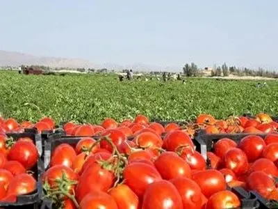 قاچاقچیان گوجه فرنگی ۸۱ میلیارد ریال جریمه شدند