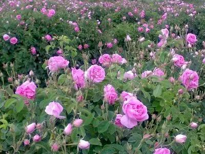 آعاز برداشت گل محمدی از گلستان‌های کرمانشاه 