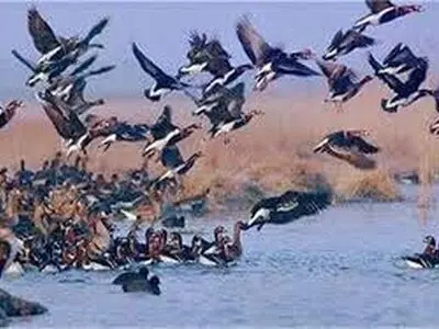 سرشماره پرندگان تالاب های چهارمحال و بختیاری آغاز شد