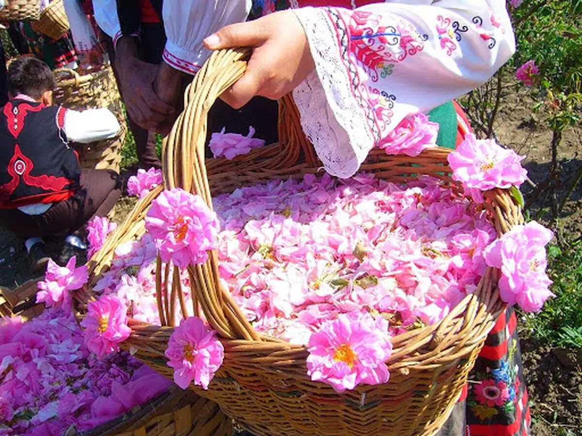 ضرورت فراوری و ایجاد ارزش افزوده در گیاهان دارویی/خام‌ فروشی آفت جدی حوزه گیاهان دارویی است