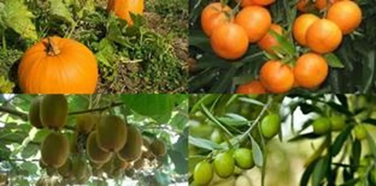 تولید 10 محصول کشاورزی گواهی شده در گیلان 