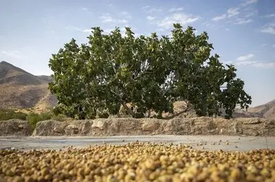 انجیر فارس روی دست باغداران ماند/ سردخانه‌ها جای بازار را گرفتند/هزینه‌های تولید از درآمد باغدار جلو زده است