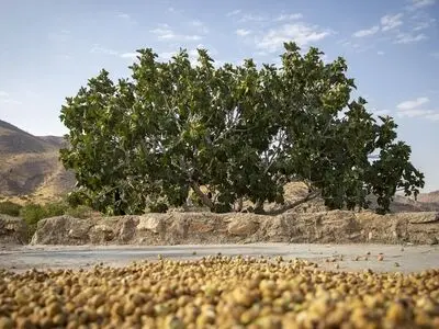 انجیر فارس روی دست باغداران ماند/ سردخانه‌ها جای بازار را گرفتند/هزینه‌های تولید از درآمد باغدار جلو زده است