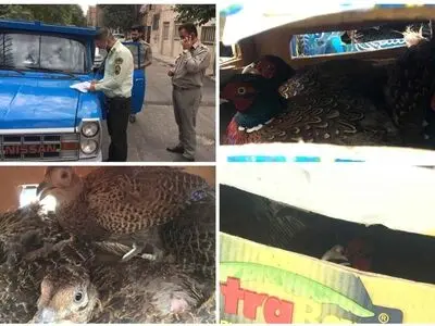 کشف محموله غیرمجاز پرنده وحشی در جنوب شرق استان تهران