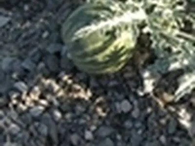 مصرف خودسرانه هندوانه ابوجهل موجب خونریزی شدید گوارشی در دیابتی‌ها می‌شود