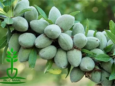 نکاتی در رابطه با خرید نهال بادام که شما نمیدانید!