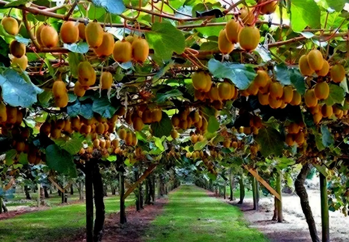 صادرات بیش از ۱۵۰ هزار تن محصول باغی از مازندران