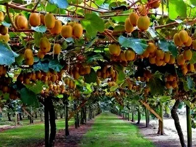 صادرات بیش از ۱۵۰ هزار تن محصول باغی از مازندران