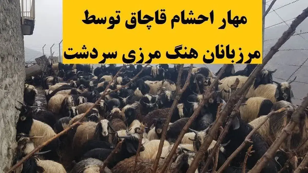 مهار ۱۱۵ راس دام قاچاق در ارتفاعات مرزی شهرستان سردشت