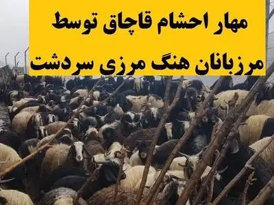 مهار ۱۱۵ راس دام قاچاق در ارتفاعات مرزی شهرستان سردشت