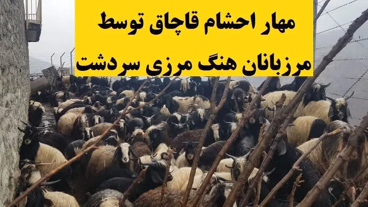 مهار ۱۱۵ راس دام قاچاق در ارتفاعات مرزی شهرستان سردشت