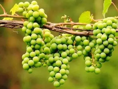 آموزش کامل طرز تهیه آبغوره خانگی خوشمزه