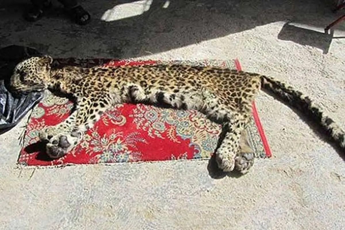 شکارچیان پلنگ در چهارمحال و بختیاری بازداشت شدند