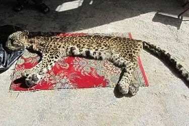 شکارچیان پلنگ در چهارمحال و بختیاری بازداشت شدند