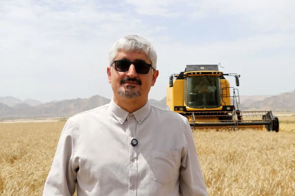 آغاز برداشت گندم از سطح ۴۴۸ هزار هکتار از مزارع فارس