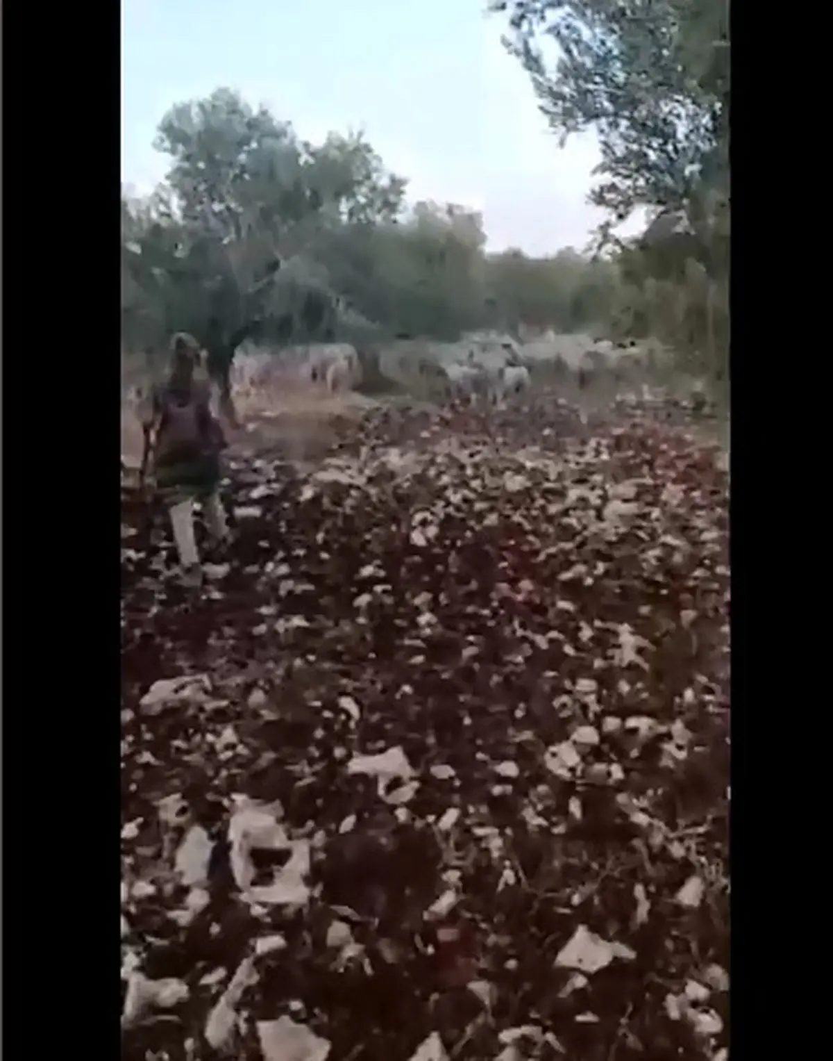 حمله شهرک‌ نشینان به کشاورزان فلسطینی در جنوب غرب جنین + فیلم