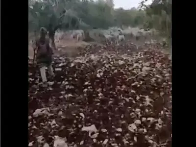 حمله شهرک‌ نشینان به کشاورزان فلسطینی در جنوب غرب جنین + فیلم