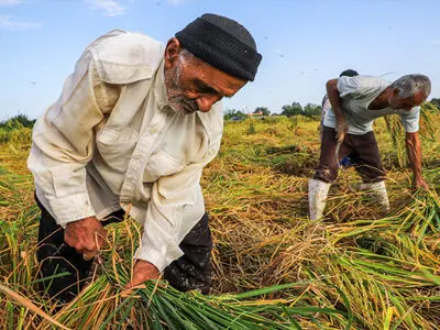اختصاص 5000 هکتار از اراضی کشاورزی شهرستان گناباد به کشت غلات