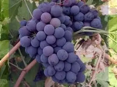 خوراکی‌هایی با رنگ «بنفش» چه خواصی برای سلامتی دارند؟