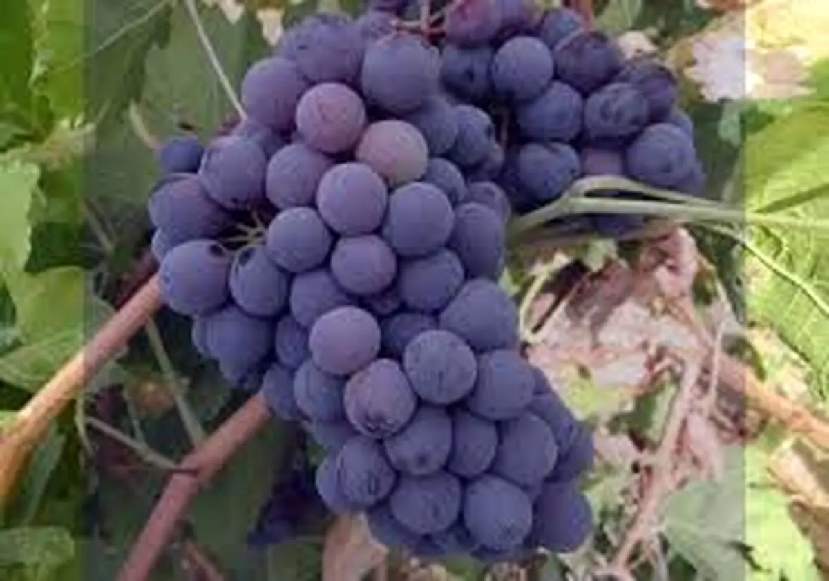 خوراکی‌هایی با رنگ «بنفش» چه خواصی برای سلامتی دارند؟