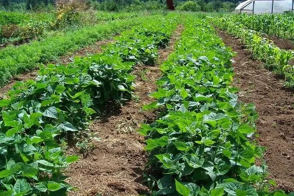 مطالبات سویاکاران گلستانی تسویه شد