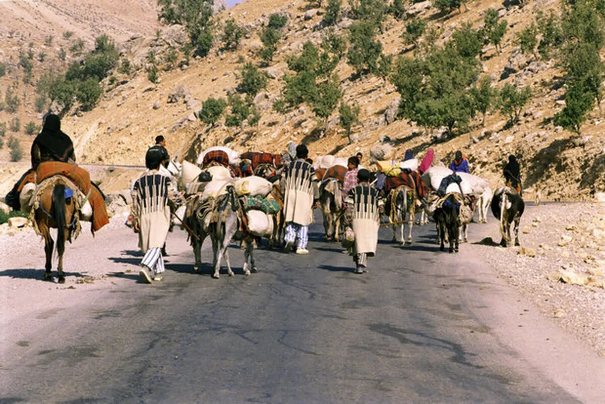 مجروح شدن دامدار خوزستانی بر اثر حمله یک خرس 