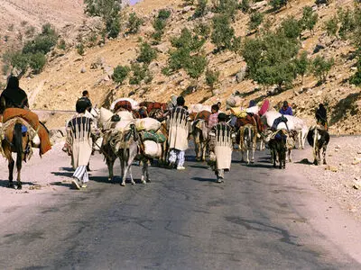 مجروح شدن دامدار خوزستانی بر اثر حمله یک خرس 