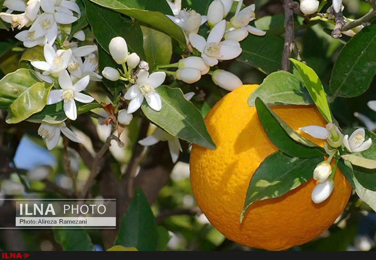خرید 40 هزار تن مرکبات مازندران در قالب خرید میوه شب عید